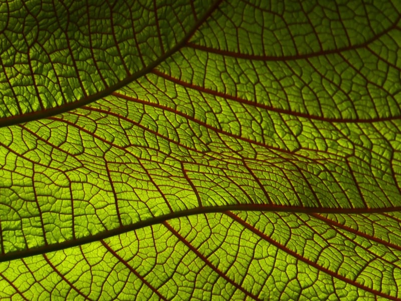 Mythical leaf patterns